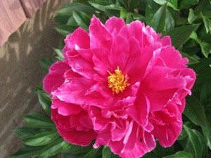 What Variety is this Peony?