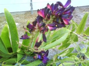 What Is This Plant?