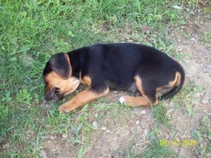 Parvo Survival Rate