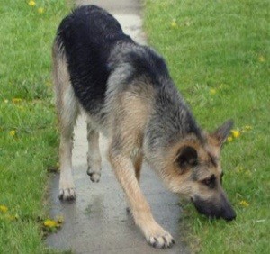 German Shepherd Puppy is Becoming Aggressive
