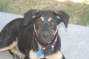What Breed is My Dog?