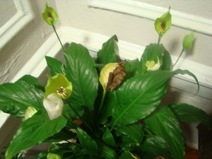 Anthurium Blooms Turning Brown
