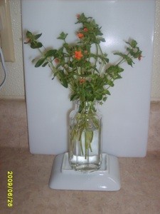 What is This Plant?