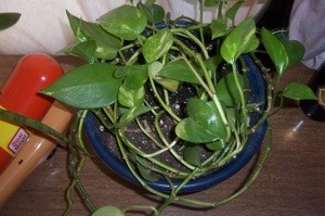 What is This Plant?