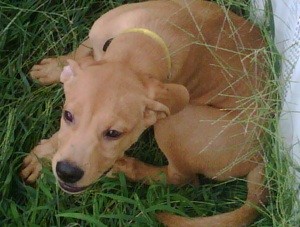 What Breed is My Dog?