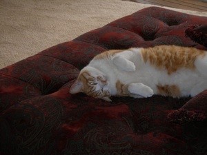 Transitioning a Cat Back to Solid Foods