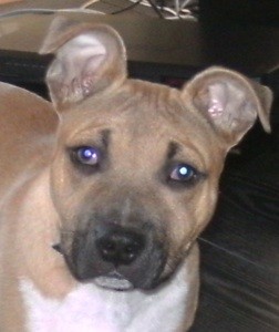 What Breed is My Dog?