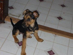 What Breed is My Dog?