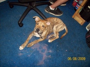What Breed is My Dog?