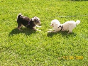 Dealing With a Hyper Puppy