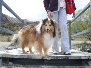Dog Has Soft Stool With Mucus