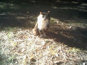 Stacey (Calico)