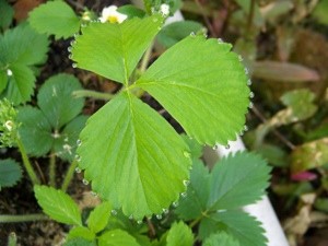 Garden: Strawberry Plants