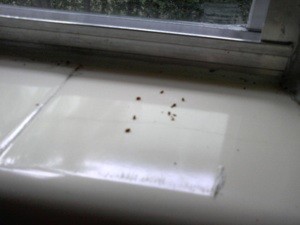 What are These Bugs?