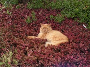 Taz the Cat