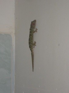 What Kind Of Lizard Is This?