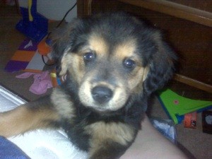 What Breed is My Dog?