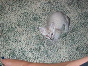 Is My Kitten a Tonkinese?