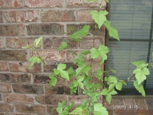 What is This Tree?