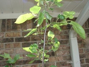 What is This Tree?