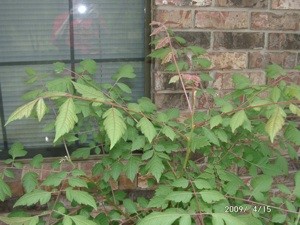 What is This Tree?