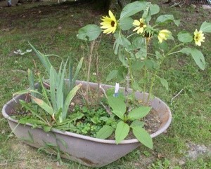Planting Flowers in an Old Wheelbarrow