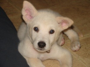 What Breed is My Dog?