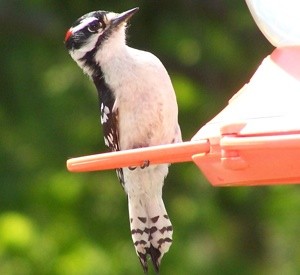 Wildlife: Hairy Woodpecker