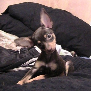 Raising a Chi-pin (Chihuahua/Miniature Pinscher