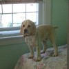 Low-Cost Veterinary Care