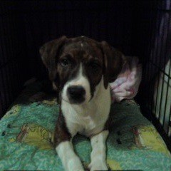 What Breed is My Dog?