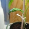 Curling Tomato Leaves