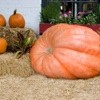 How To Grow Giant Pumpkins