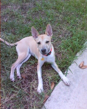 What Breed is My Dog?