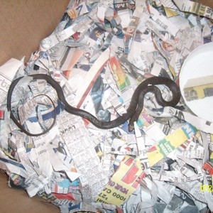 What Kind of Snake is This?