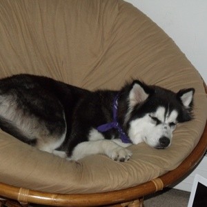 What breed of Husky is my dog?