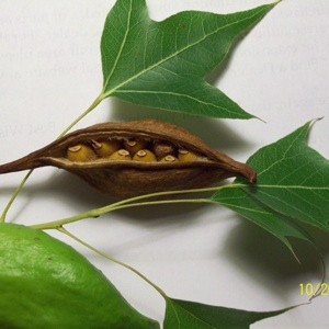 What Kind of Tree is This?
