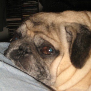 Treating a Dog's Ear Infection Without Antibiotics