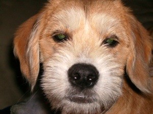 Puppy With Diarrhea