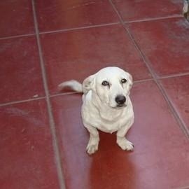 What Breed is My Dog?