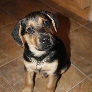 What Breed is My Dog?