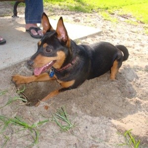 What Breed is My Dog?
