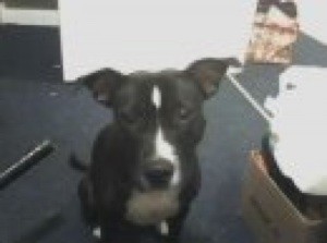What Breed is My Dog?