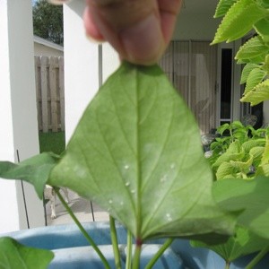 Treating Plants with Powdery Mildew 