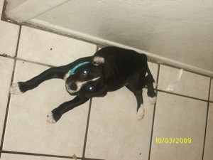 What Breed is My Dog?