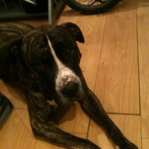 What Breed is My Dog?