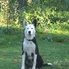 What Breed is My Dog?