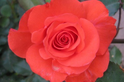 Garden: Tropicana Rose