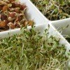 Grow Your Own Vegetable Sprouts