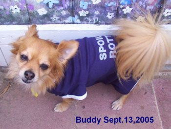 Buddy